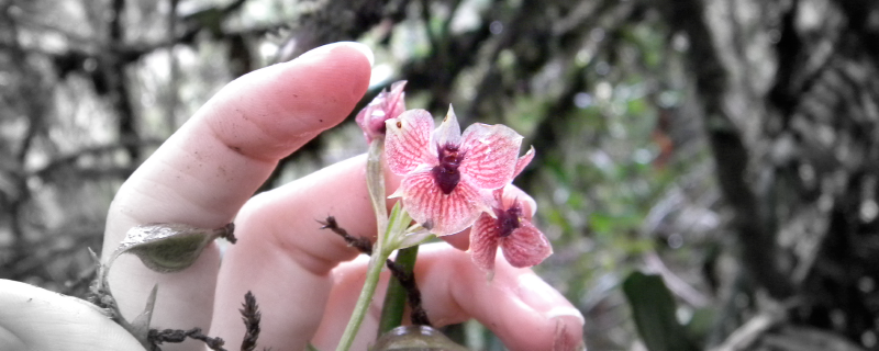 T. diabolicus