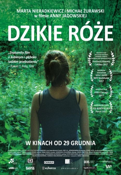 dzikie róże