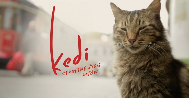 Kedi