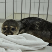 Phoca vitulina 2