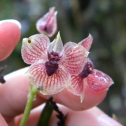 Telipogon diabolicus 1